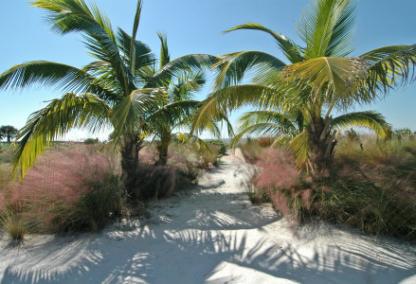 Siesta Key Beach